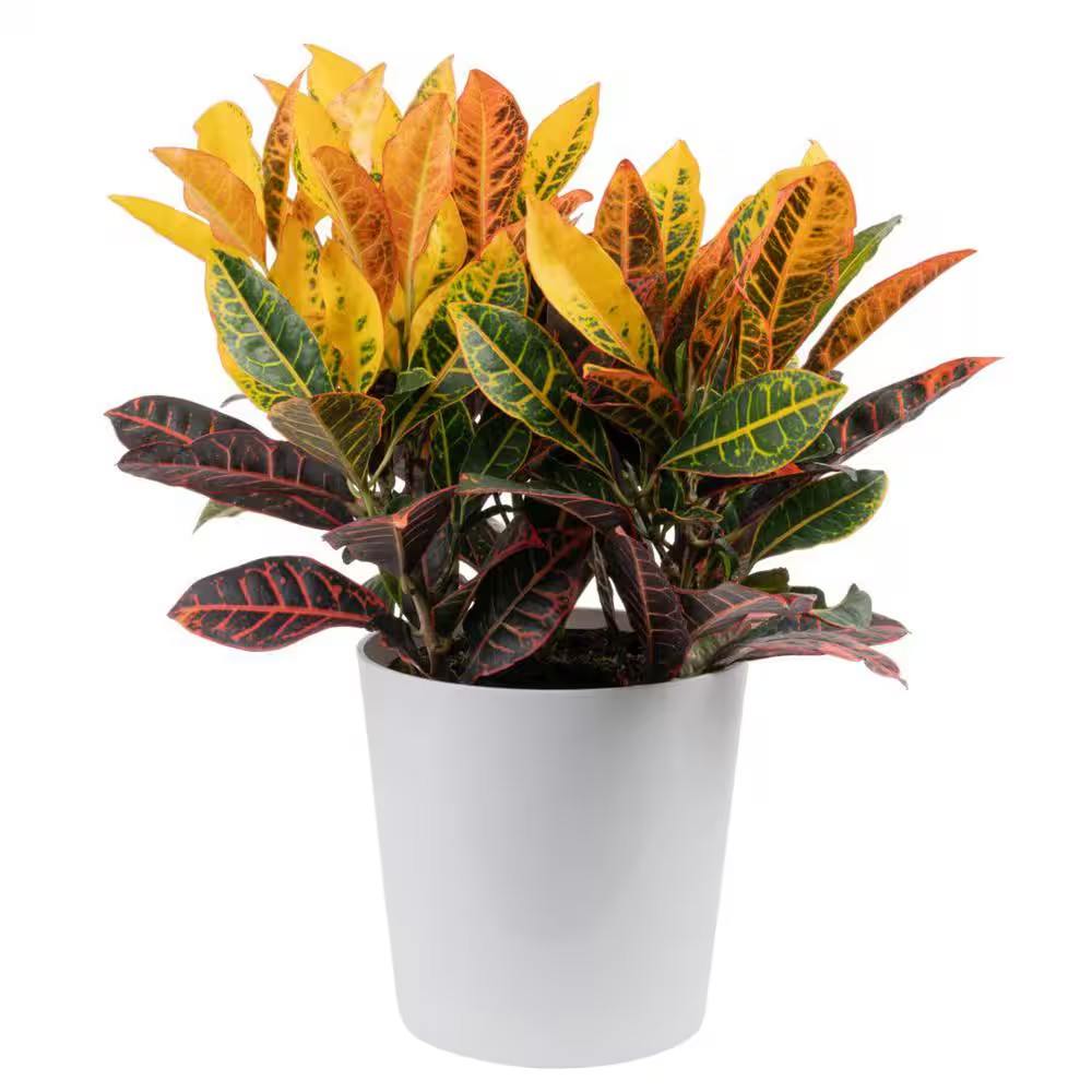 Croton Petra Indoor Plant in 8.75 Decor Planter, Avg. Shipping Height 2-3 Ft. Ta