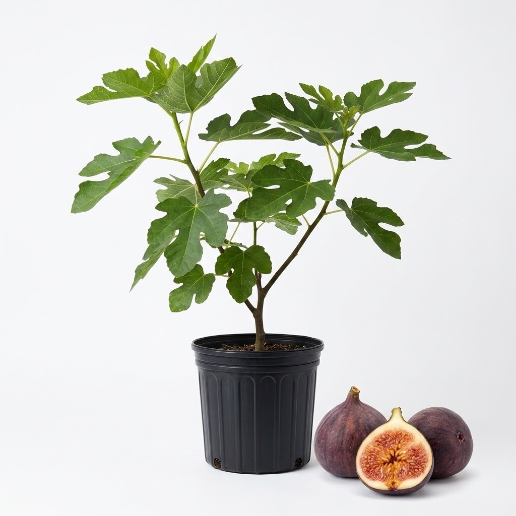 Live Osborne Fig Tree Plant Sweet Edible Purple Fruit Self-Fertile Potted 18-36″