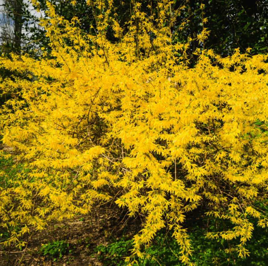 Live Forsythia Plant – Quart Pot – Hardy Evergreen Tree – Juniperus virginiana