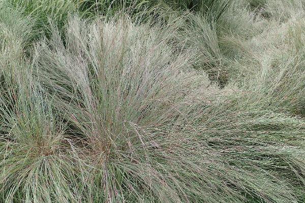 Schizachyrium scoparium | Blue Stem Grass | Beard Grass | 500 Seeds