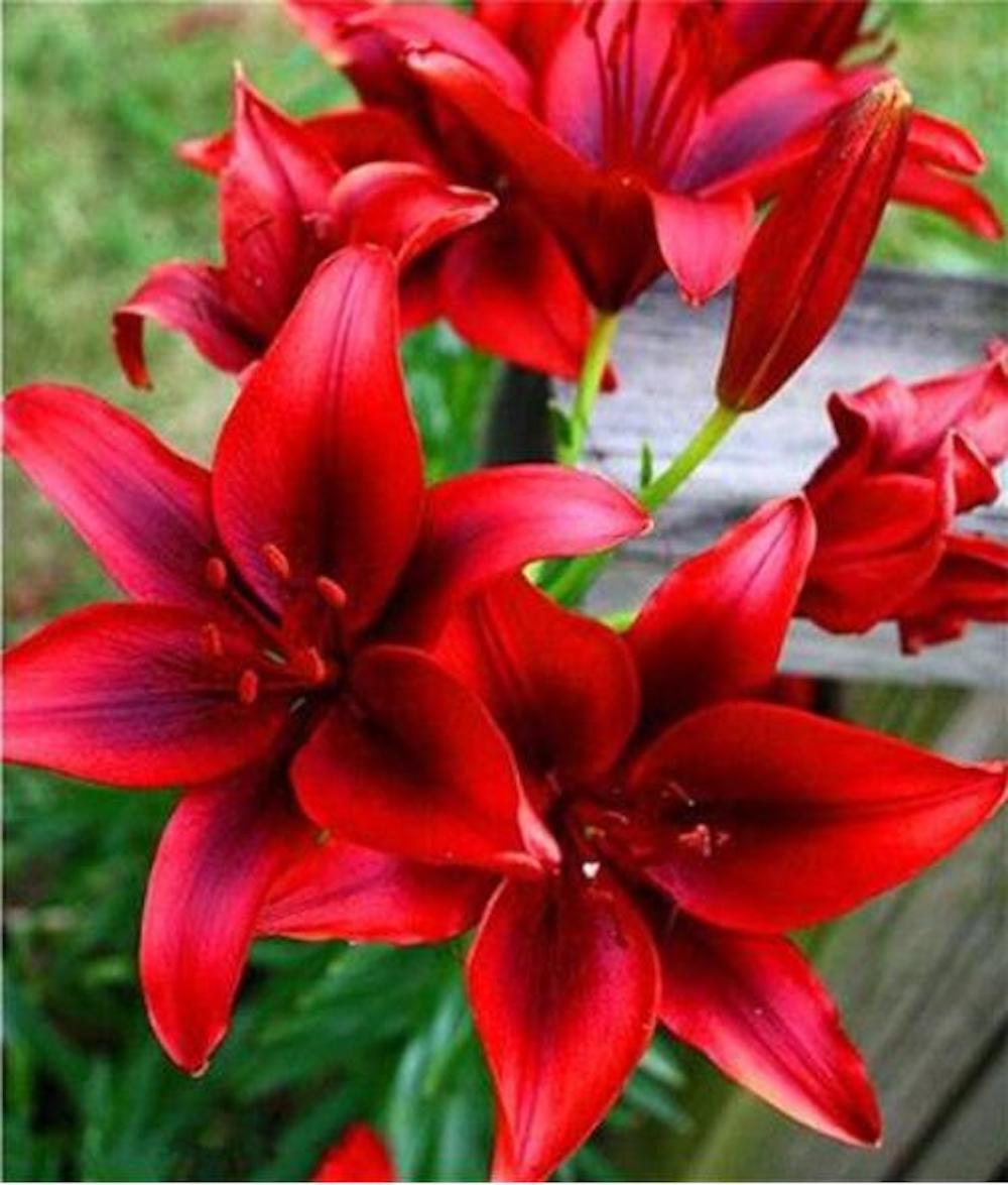 25pc LILY SEEDS Garden Plant Flower rare bloom exotic USA seller FREE shipping