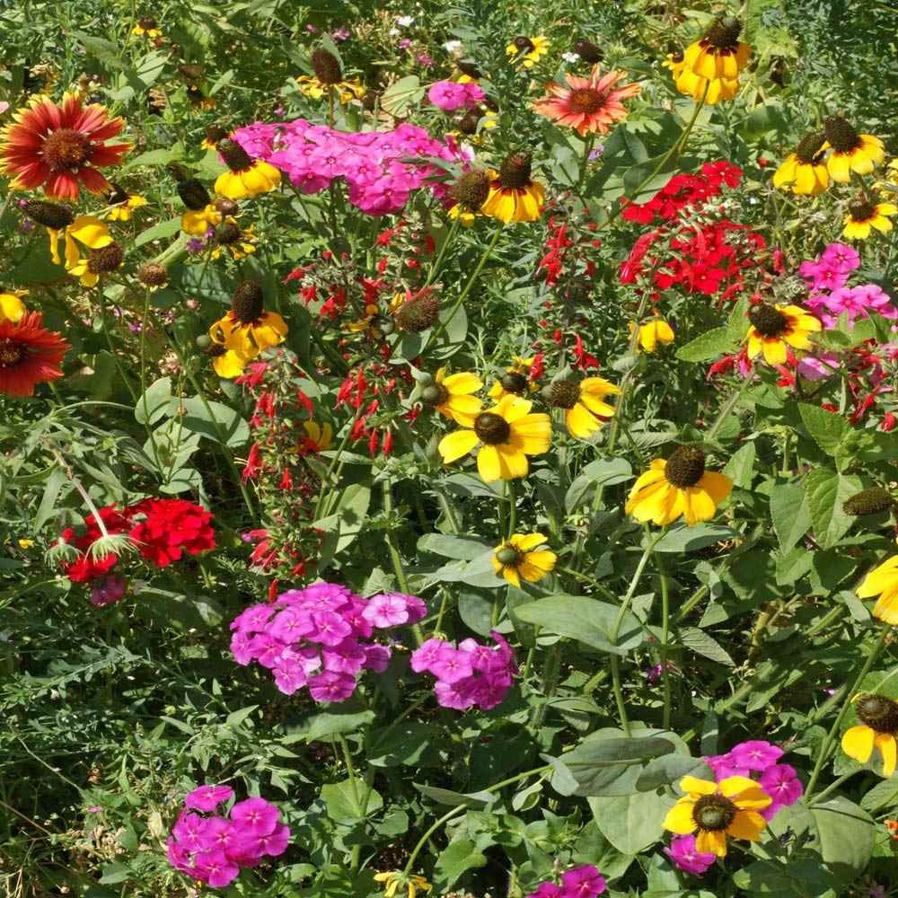 1 LB Southeast regional wildflower seed from Outsidepride.