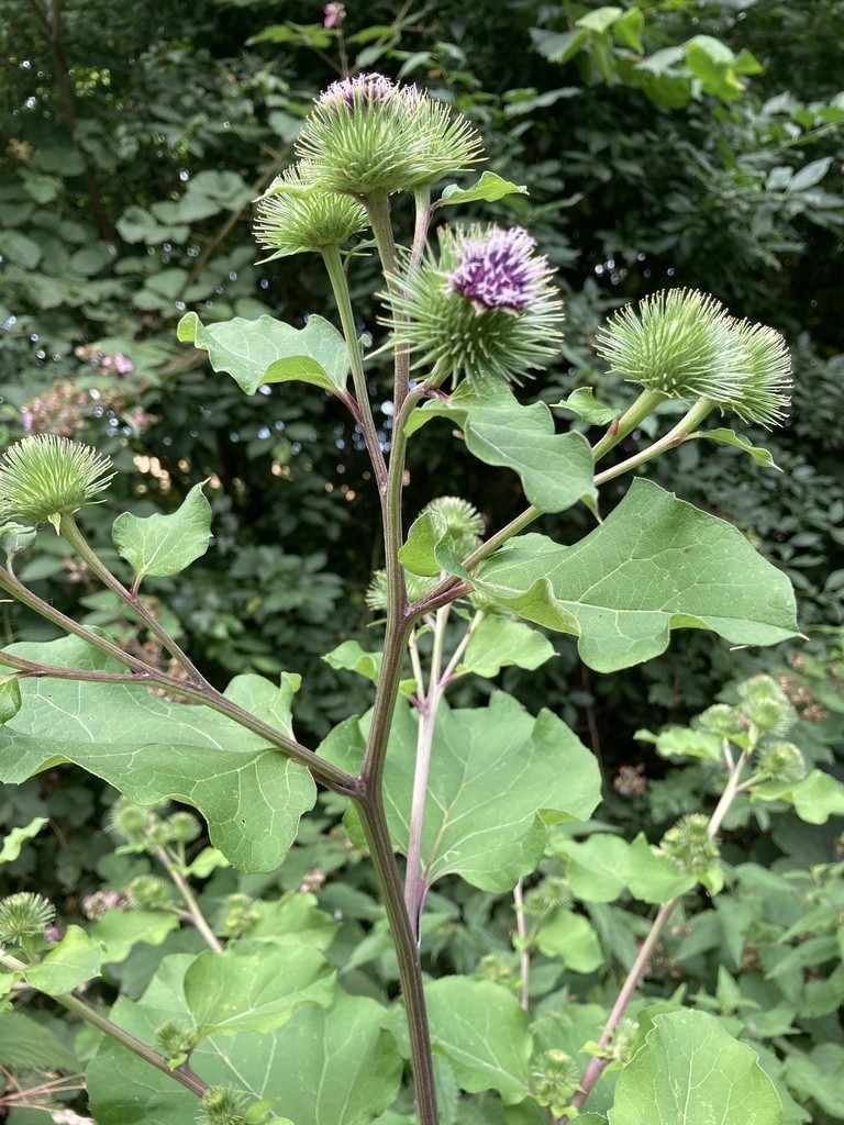 Common Burdock Seeds (Arctium minus, Arctium lappa)