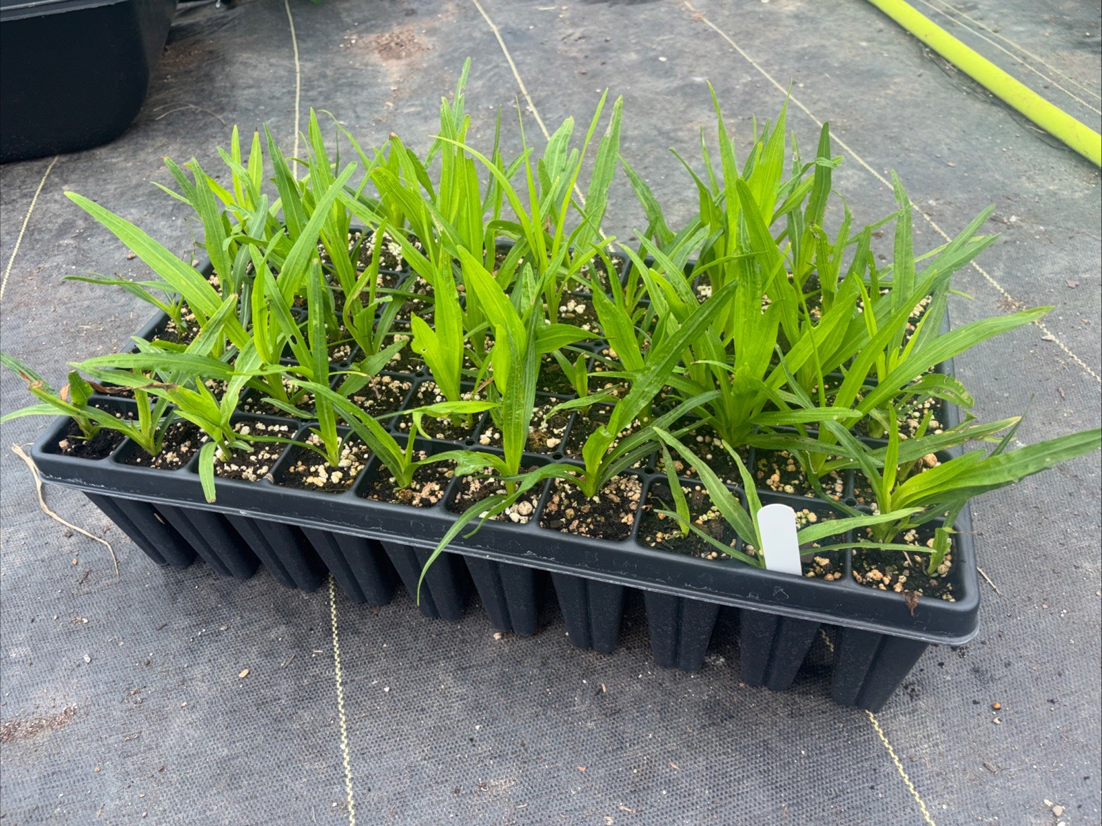 Spiked Liatris Flat Of 50 Plants – Local Pickup Only