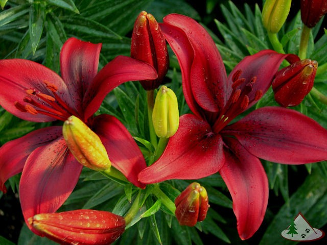 3 ASIATIC Lily Bulbs Mixed Bright colors Summer Bloom **Spring Planting