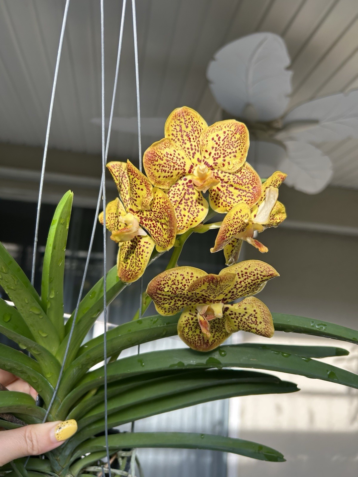IN BLOOM Beautiful spotted Vanda orchid