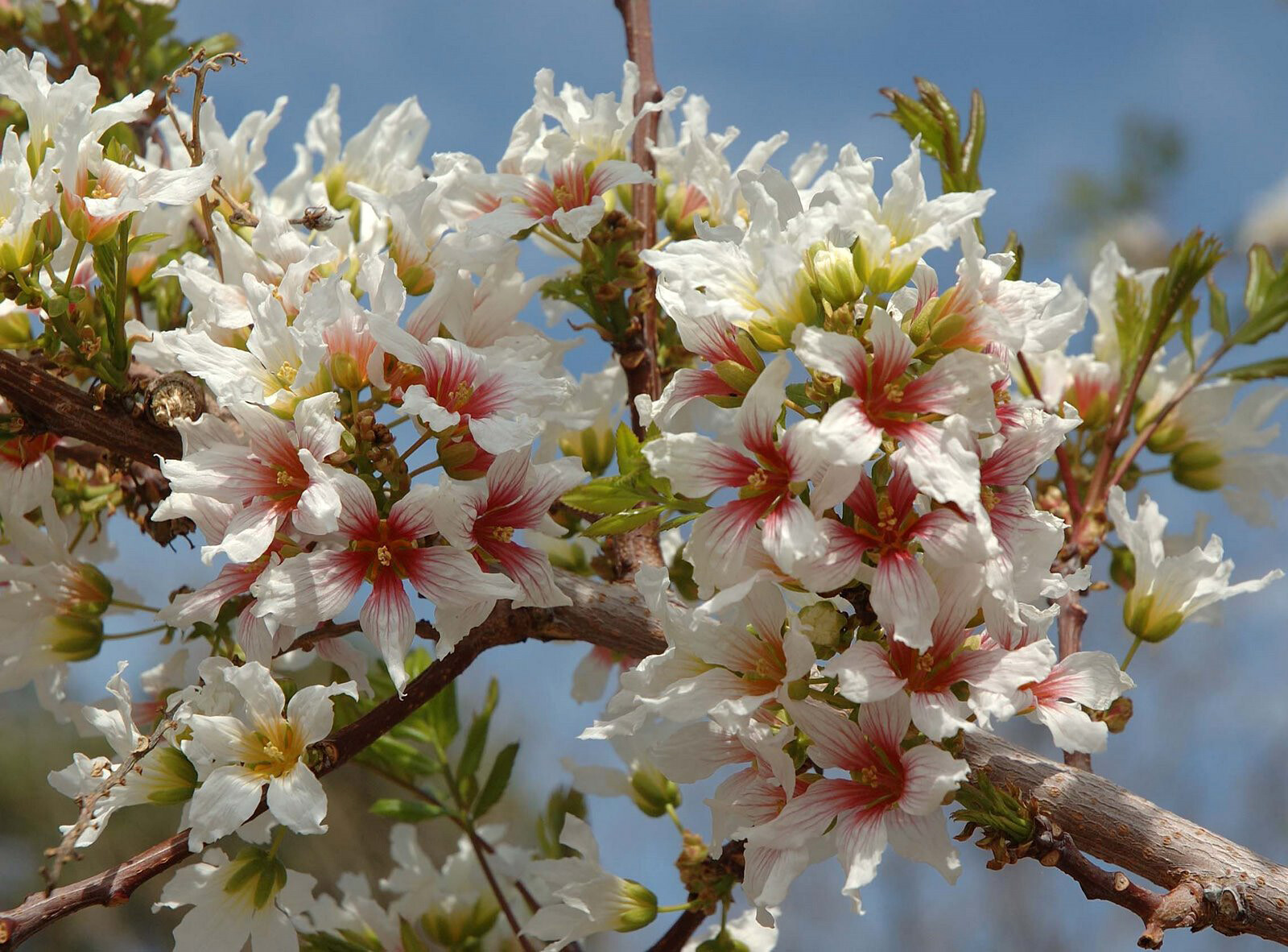 Yellowhorn Xanthoceras sorbifolium, Tree Seeds
