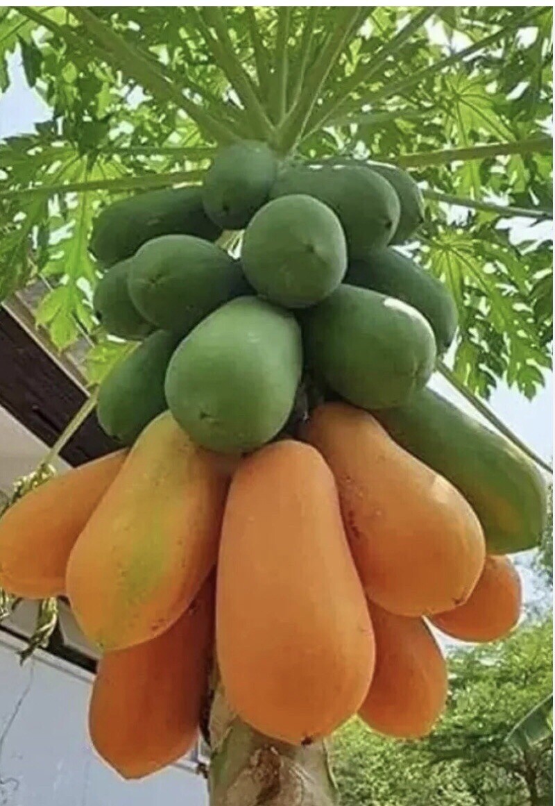 30 Fresh Red Lady Papaya Seeds, Organic Seeds, Easy To Grow