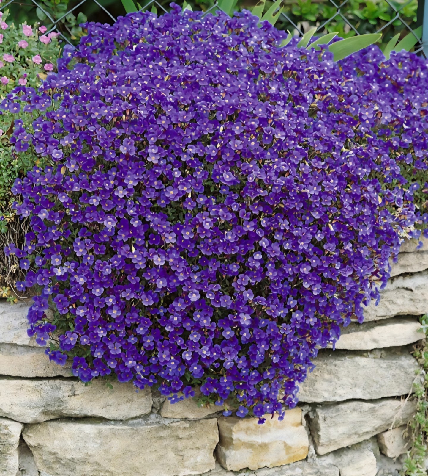 Purple Rock Cress, Aubrieta SEEDS
