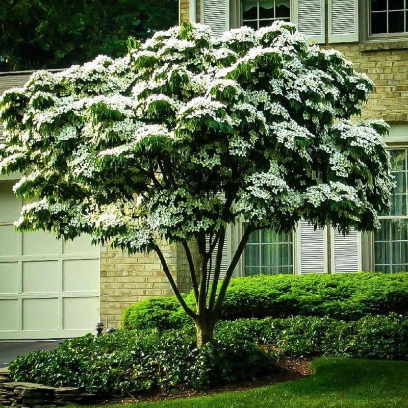 White Dogwood Trees Live Plant in 4″ Pot, Dogwood Tree