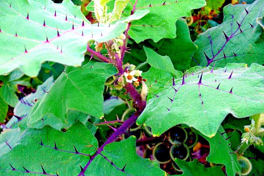 Naranjilla Orange Tree Seeds (Solanum quitoense) “Lulo Quito” Garden Fruit Plant