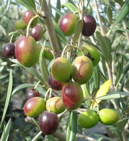 Coratina Olive Tree (Olea europaea) 1 Live TC Plant/Plug –3-6 inches – Edible!