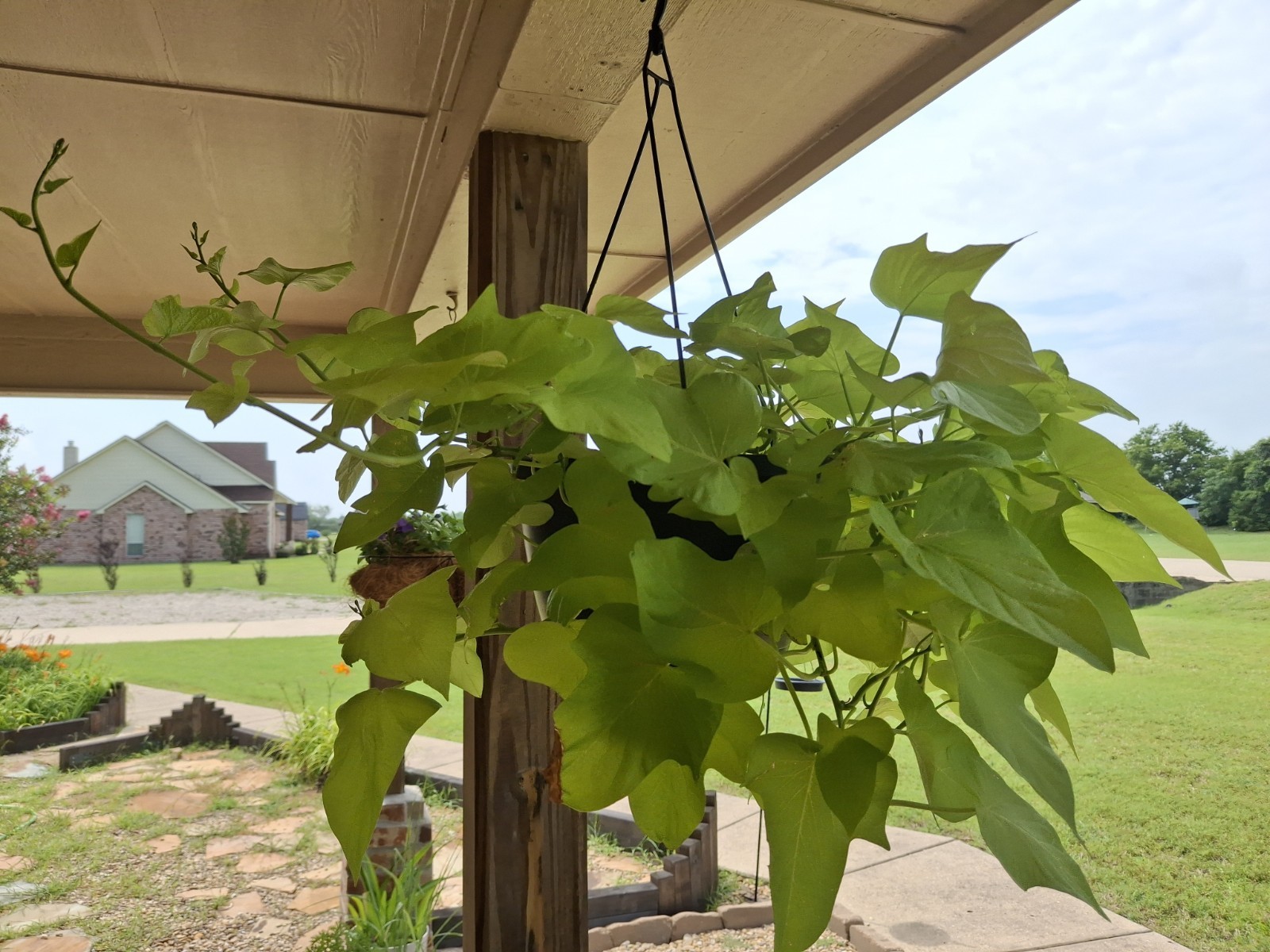 3 Live Rooted Ornamental Sweet Potato Vine. Easy To Grow. Ready To Plant!