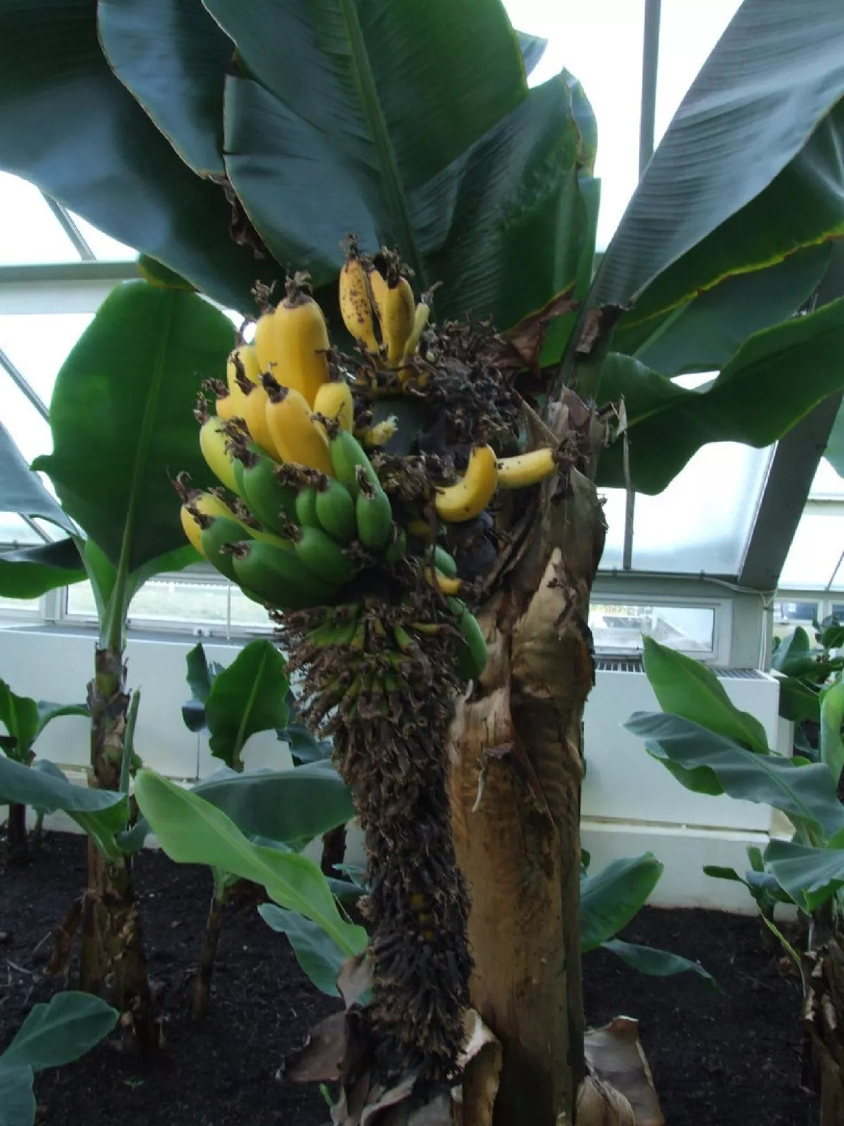 Dwarf Banana Tree {Musa x paradisiaca} Organic 5 seeds Free Shipping!