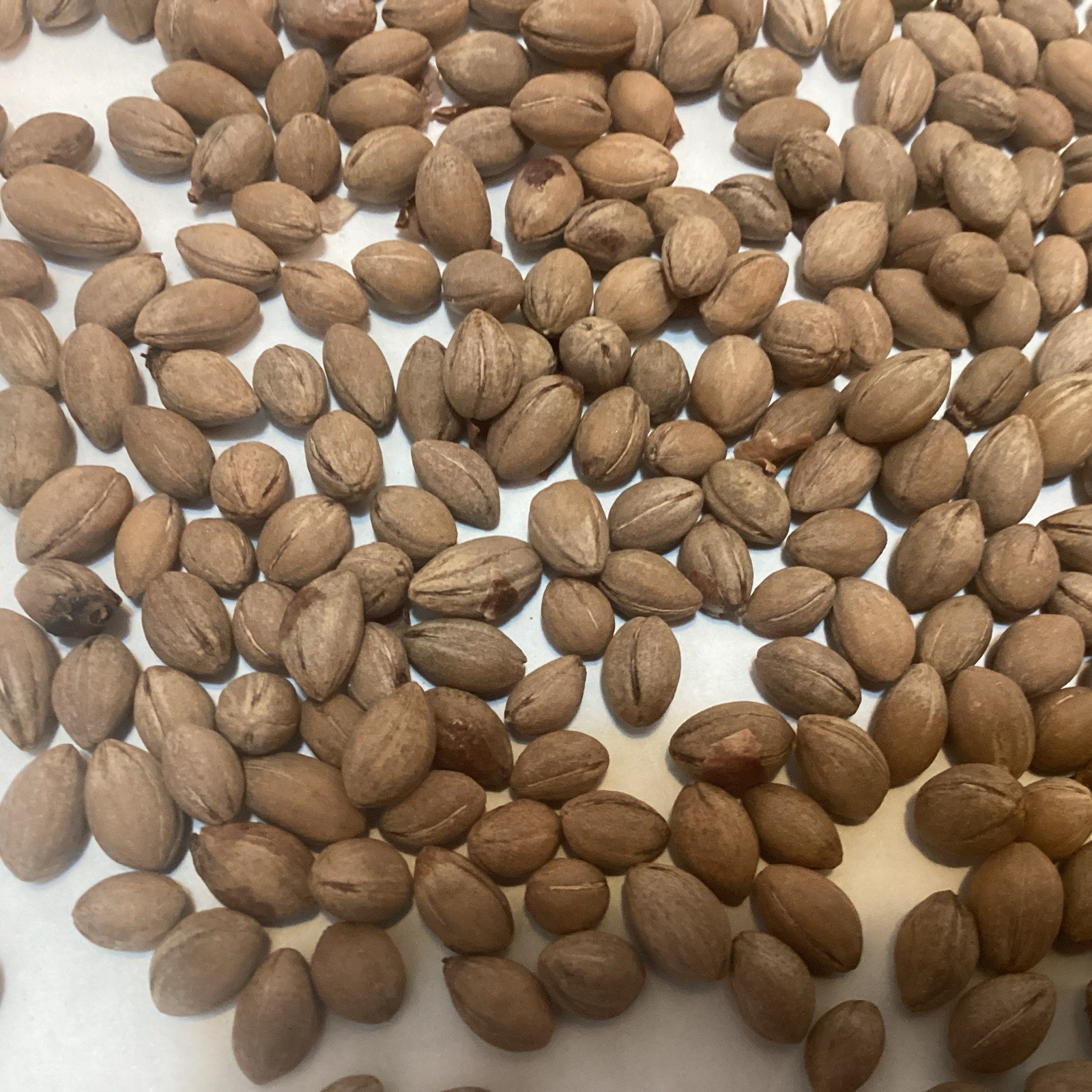 White Flowering Dogwood Tree Seeds ((CORNUS FLORIDA) (Flowering Dogwood))