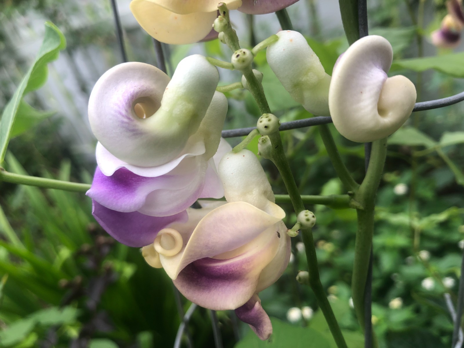 Quart plant of tender perennial vine Cochliasanthus caracalla Corkscrew vine