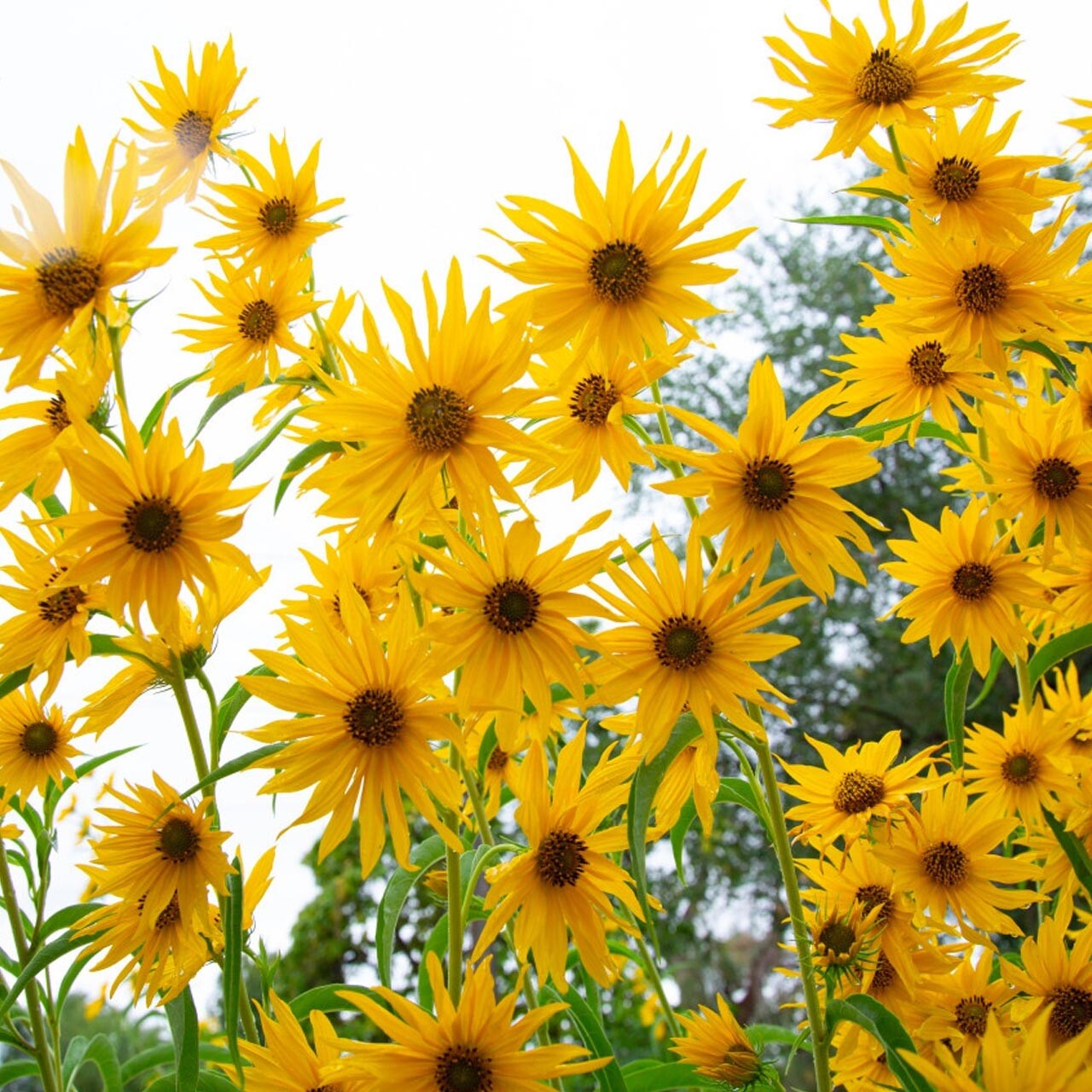 200+ Maximilian Sunflower / Yellow/perennial / Flowers/butterflies/ Non-GMO