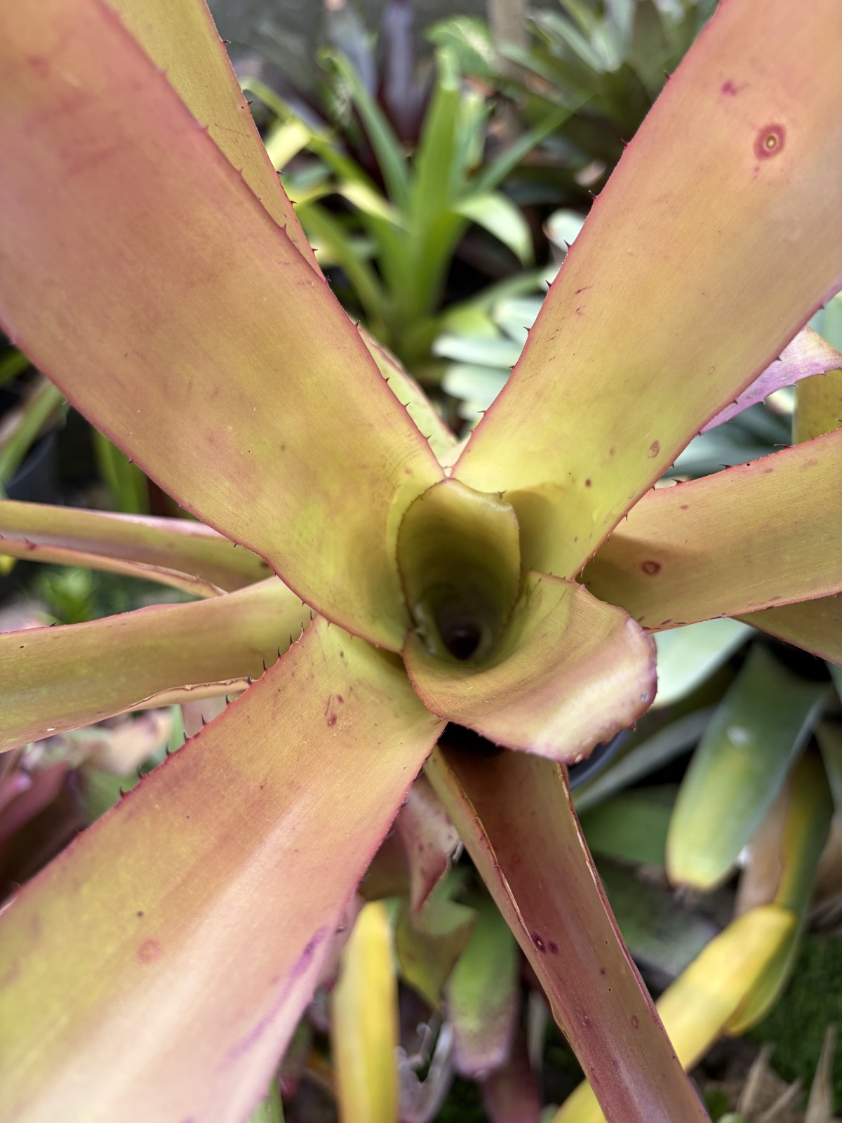 Bromeliad Sale! xPortmea ‘Akala’