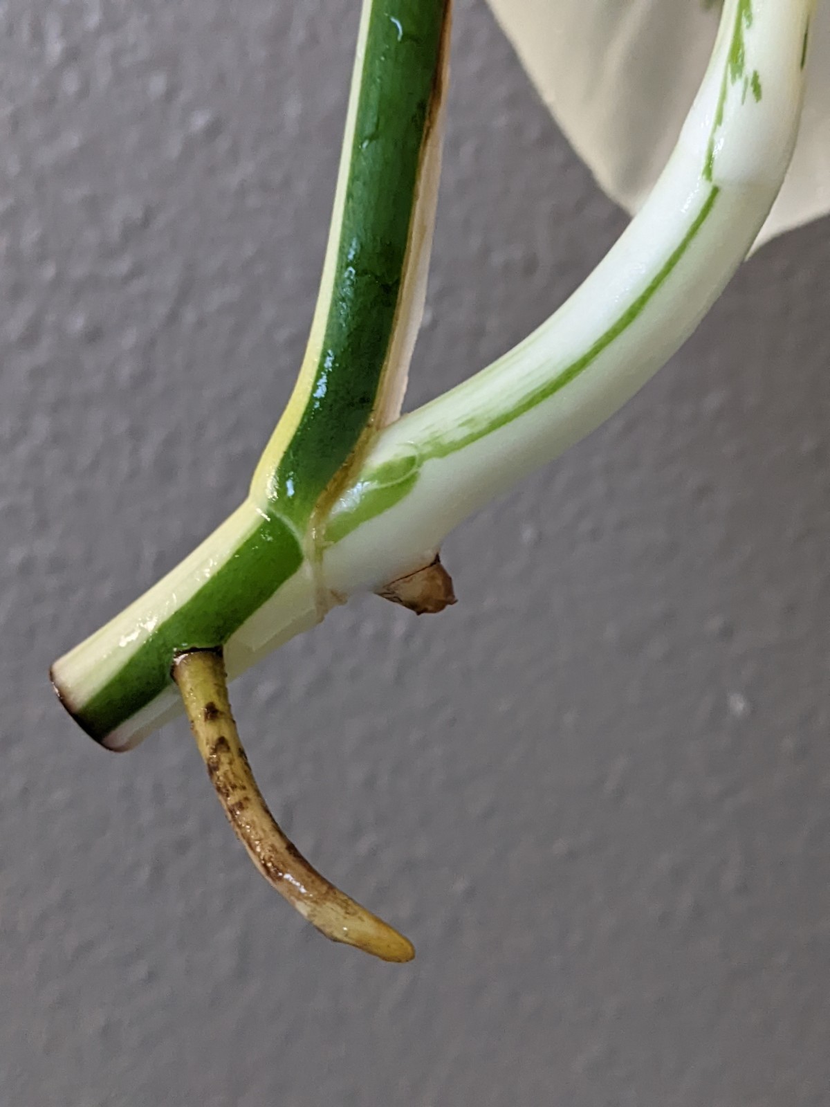 Monstera Albo Deliciosa Top Cutting, FULL MOON High Variegation, FREE Shipping