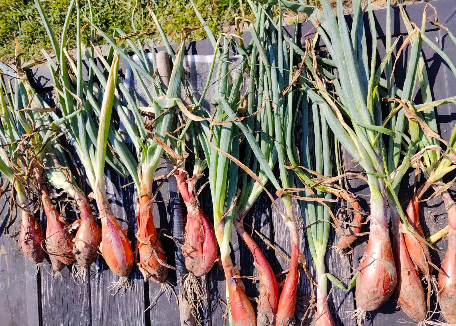 Zebrune Shallot Seeds – For 2026 Planting Heirloom Gourmet French Pink Banana
