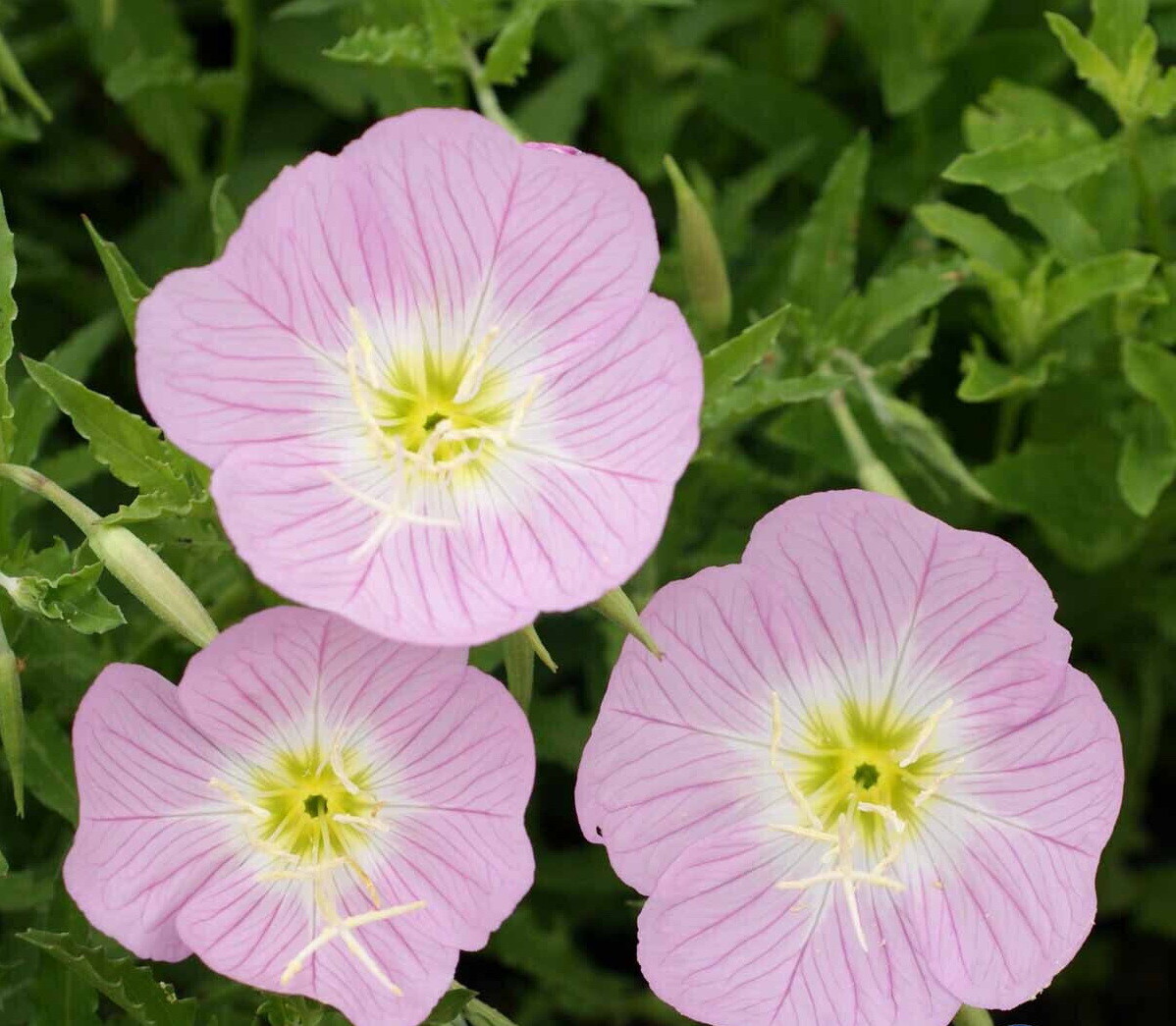Showy Evening Primrose Flower Seeds, Pink Ladies, Oenothera Speciosa, FREE SHIP
