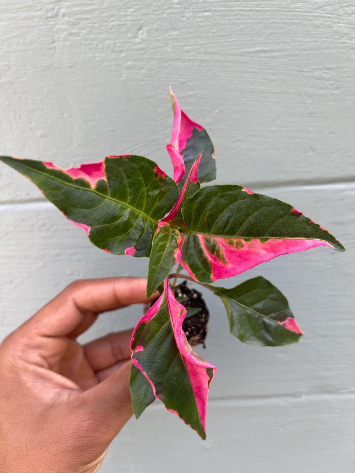 Alternanthera Party Time Plant Pink Variegated Ornamental Live Houseplant 2 Pack
