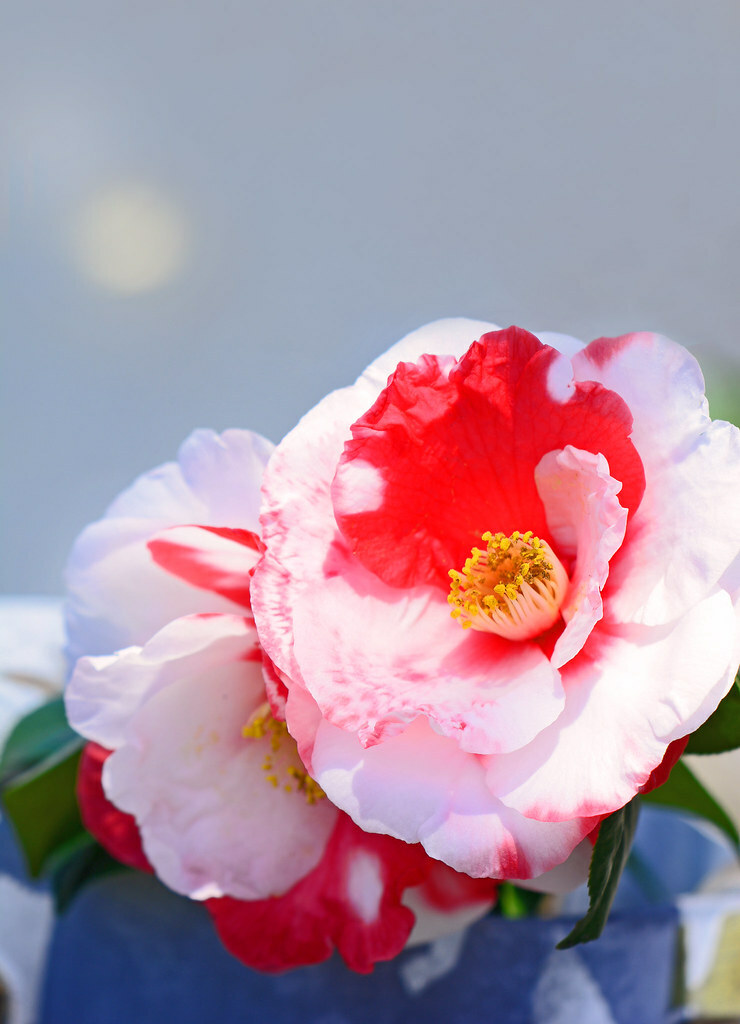 **IWANE-SHIBORI**Bicolor Bloom**Camellia Japonica-Live Starter Plant -USA SELLER