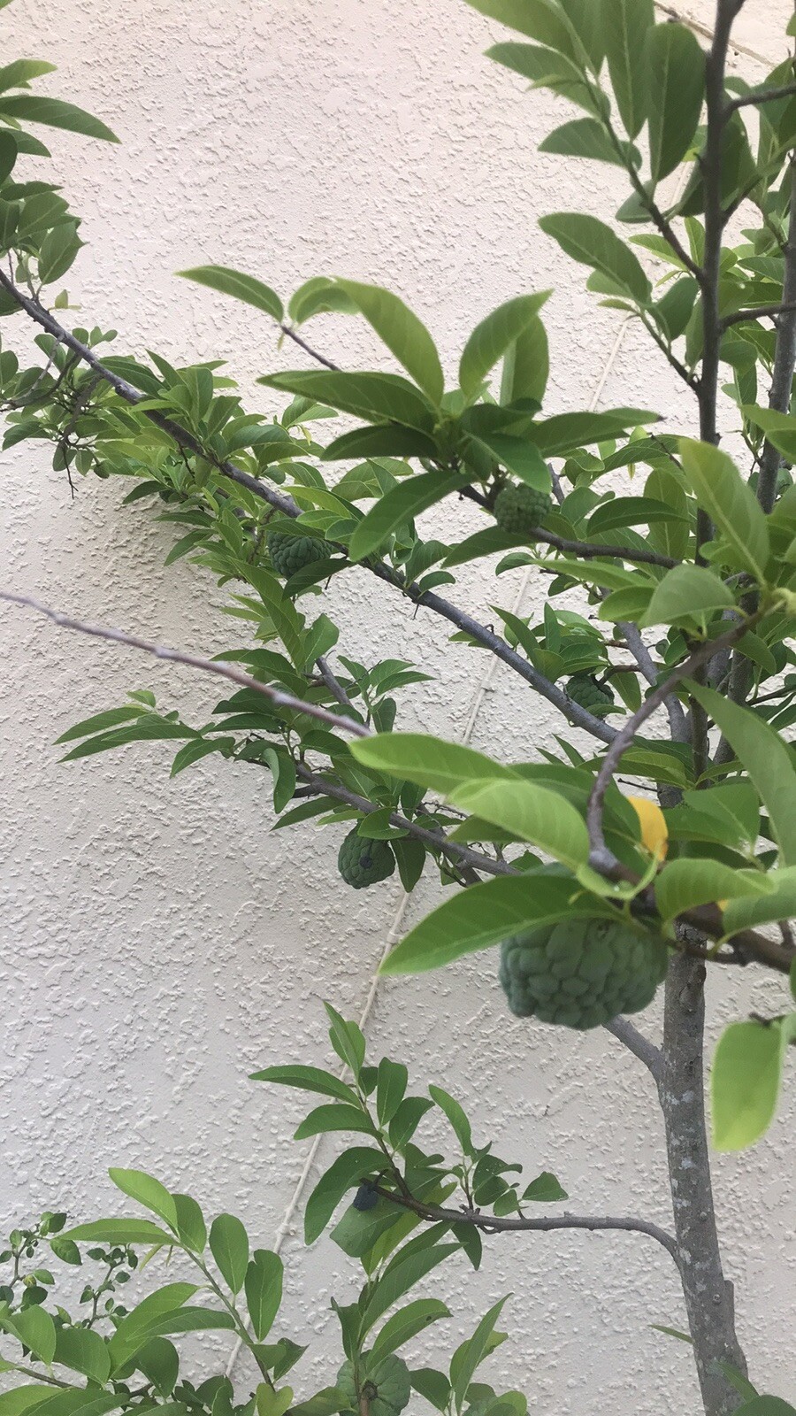 1 Sugar Apple Na Dai( Mãng Cầu Dai) 5” -9” Live Seed Tree-Asian Plant Collection