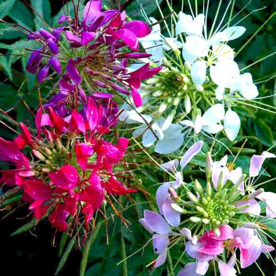 Mixed Colors Cleome Seeds | Non-GMO | Free Shipping | Seed Store | 1261