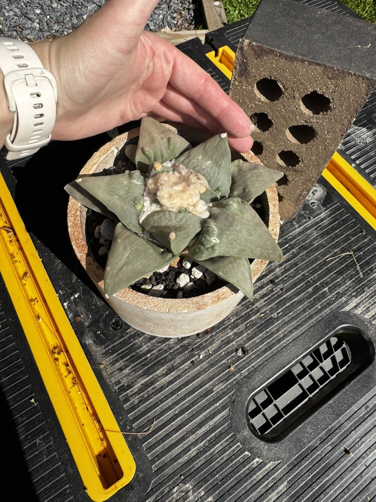 US Seller: Ariocarpus Retusus cv. Cauliflower_Seed grown_Old_Wide tubercles