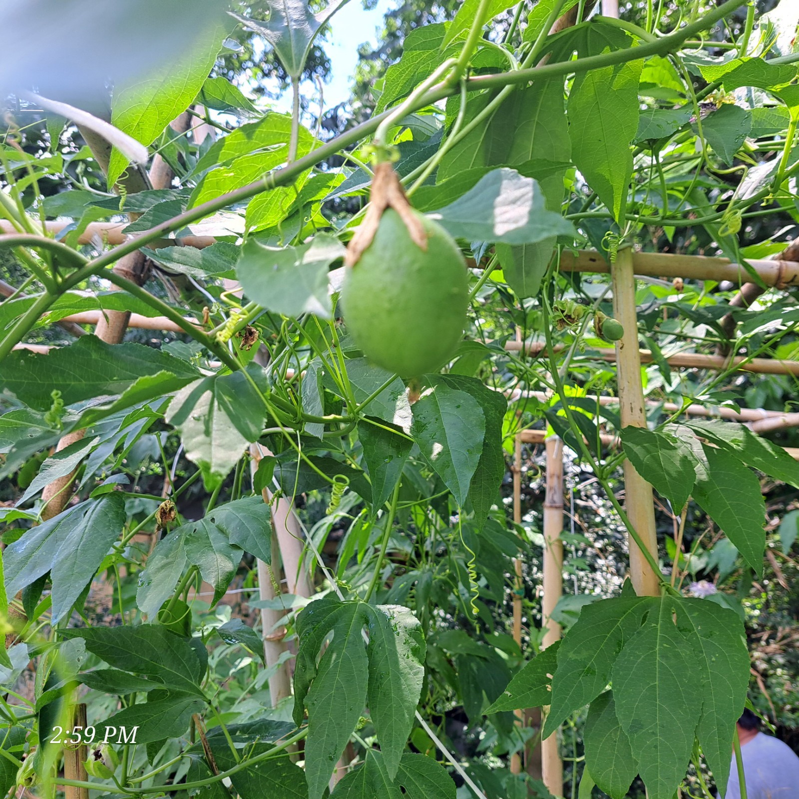 passion flower live plant/Maypop (buy one get one free for good measure)