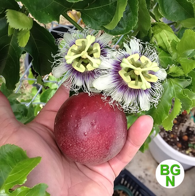 Passiflora Edulis – Red Rover – Plant – Purple Passion Fruit Plant – Edible