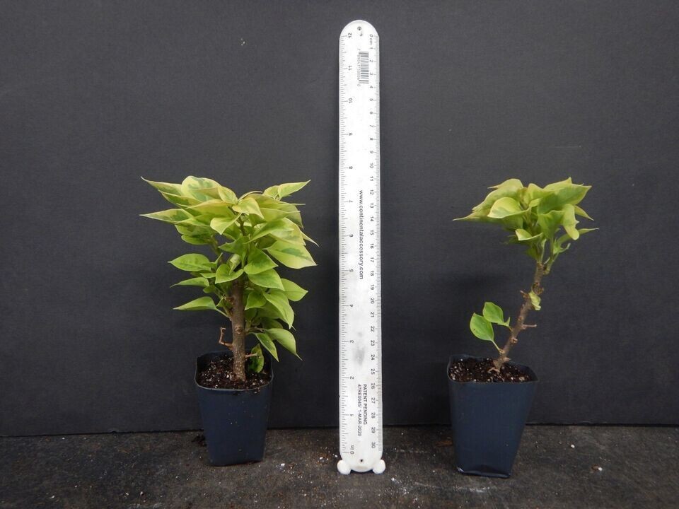 **PINK PIXIE QUEEN** Bougainvillea**Small Well Rooted Starter Plant*USA SELLER*