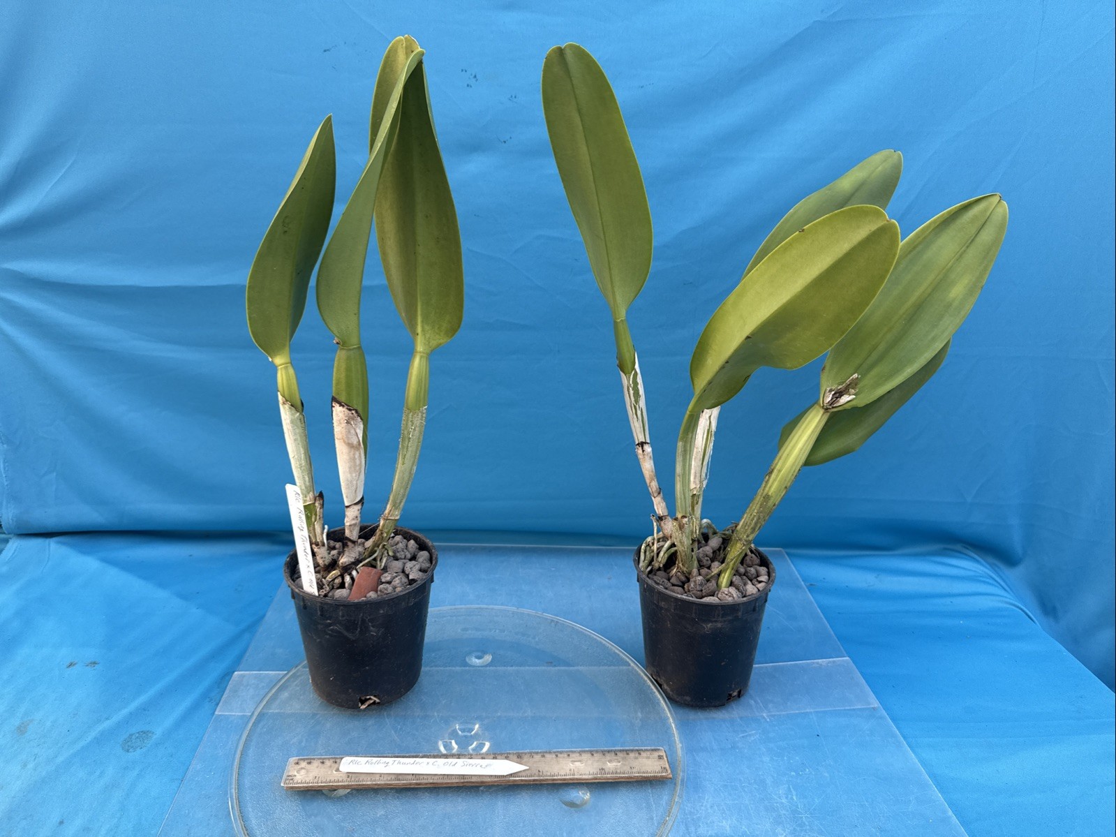 Rlc Rolling Thunder X Cattleya Old Sierra Hybrid Orchid Eros Division 5.5” Pot