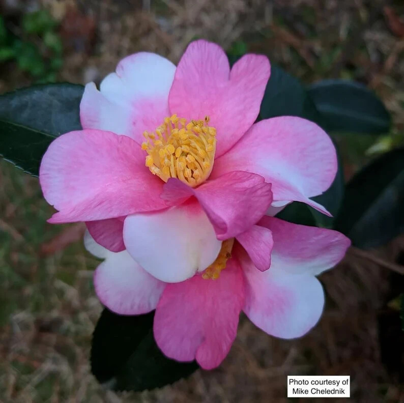 YUME~~Unique Bloom**Camellia Japonica-Live Starter Plant
