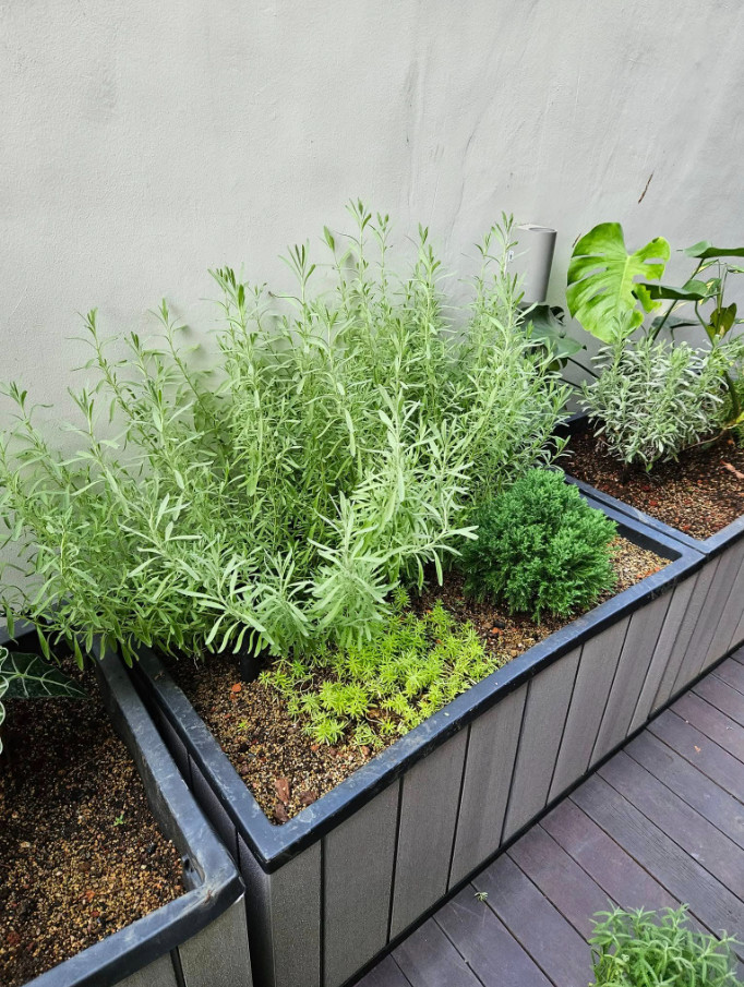 2 Godwins Creek Lavender Plants Live, 3–8″ Tall, Ships No Pot