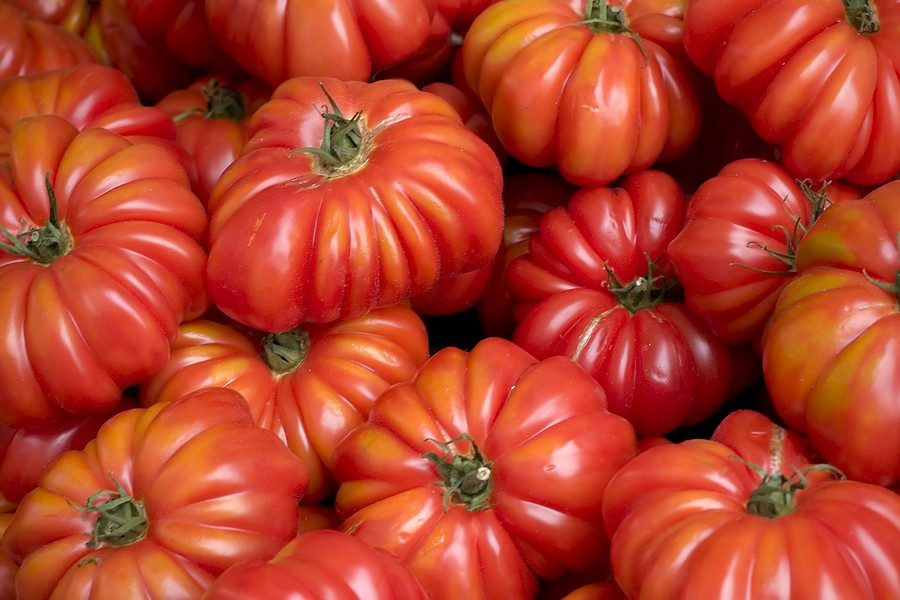 240+ Costoluto Genovese Tomato Seeds — Italian Ribbed —- Heirloom