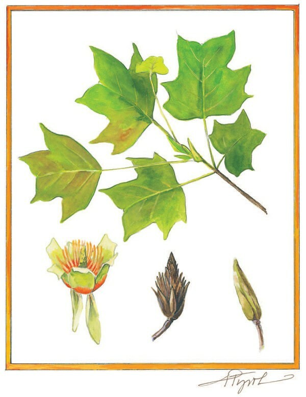 1-2 ft tall Tulip Poplar tree, Liriodendron Tulipifera, produce yellow flowers