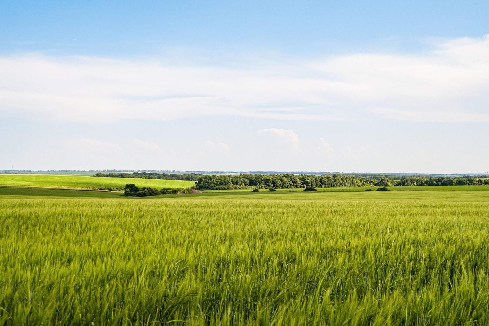 300 Wrens Abruzzi WINTER RYE Secale Cereale Grain Cover Crop Seeds