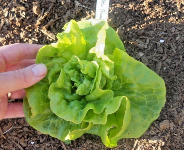 600+TOM THUMB Seeds Romain Leaf Lettuce Organic Spring Fall Garden Container