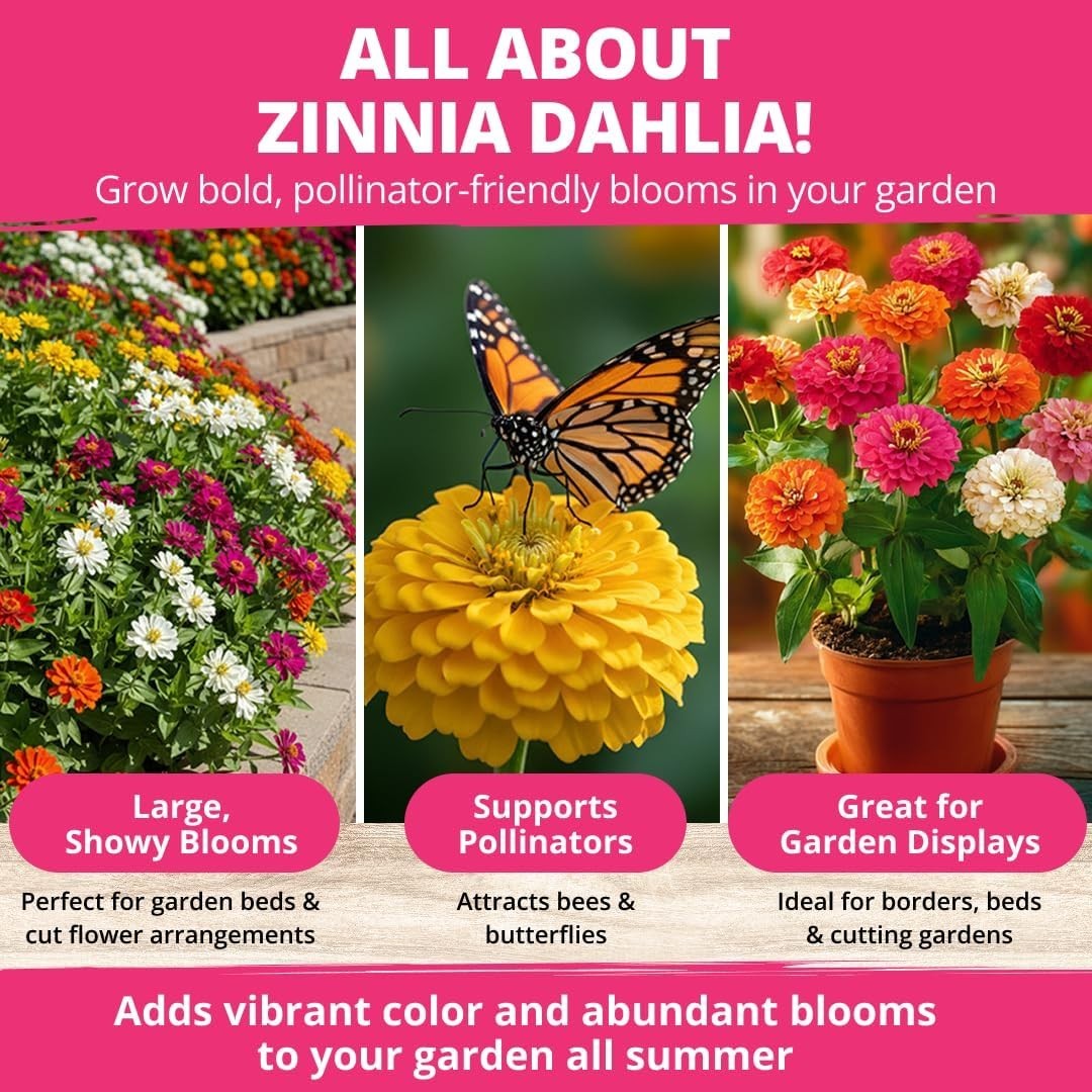 Comprehensive Grow Guide Included | 524 Zinnia Dahlia Seeds for -Round Color