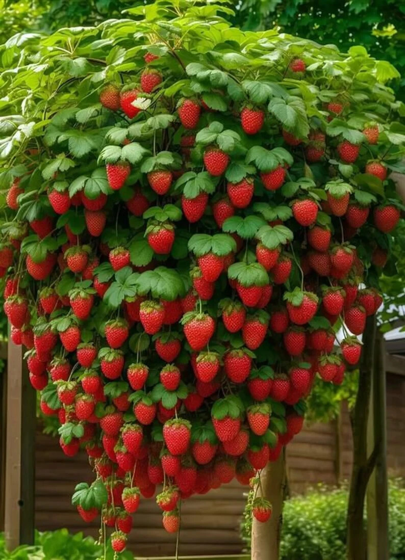 50 Dwarf Bonsai Strawberry Seeds Mini Planter Bush Tree.