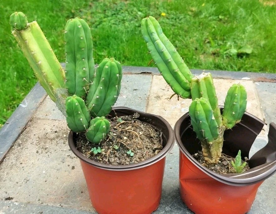 Sacred Cactus – Bridgesii Eileen X Wowie Lot Of Two ( Exact Cacti Pictured)