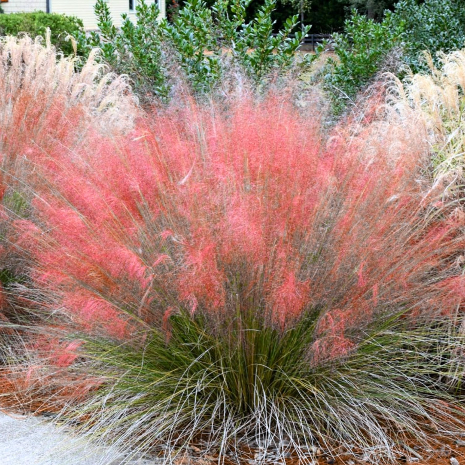 1 Muhly Grass Ruby Live Starter Plant, Ornamental Grass, 4-6″Tall, Ship No Pot