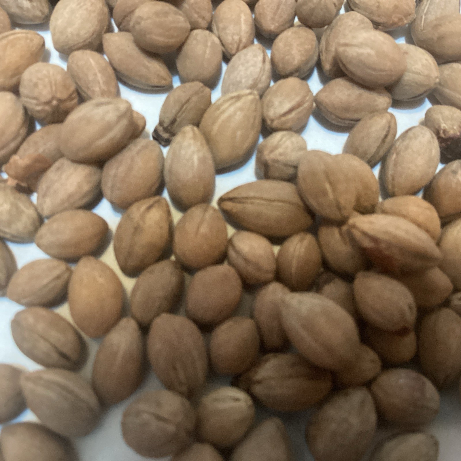 White Flowering Dogwood Tree Seeds ((CORNUS FLORIDA) (Flowering Dogwood))