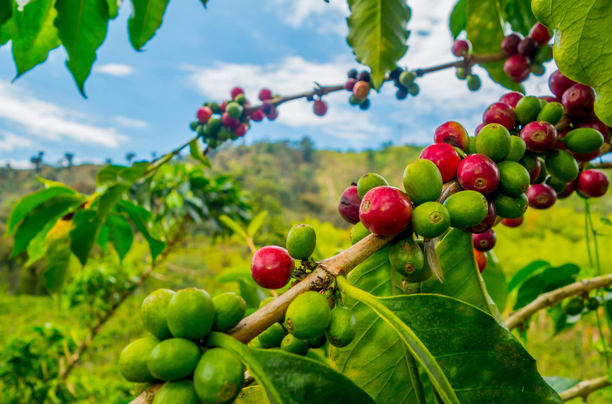 Live Arabica Coffee Bean Plants – 2 Pack in 2″ Pots – Grow Your Own Coffee Plant
