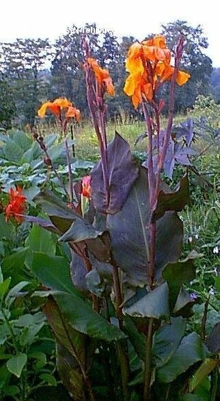 Canna Lily Orange WYOMING 3 Live Flower Plant Bulbs Purple Variegated Leaves