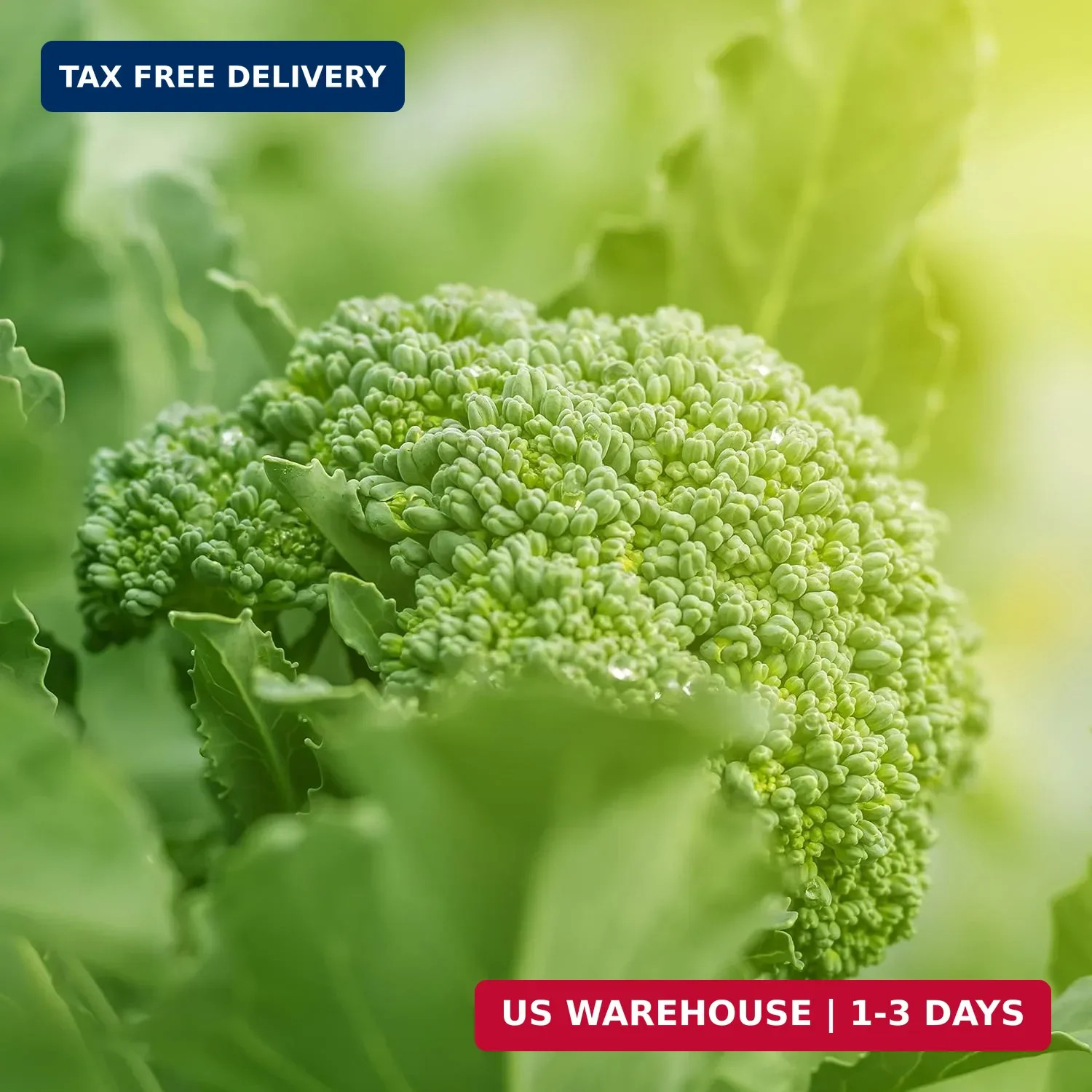 Purely Organic Broccoli Seeds (Waltham 29) – Approx 750 Seeds – USDA Organic, No