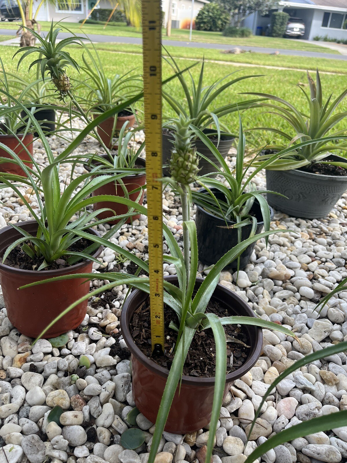 Ananus Nanus Mini Dwarf Pineapple Bromeliad-Mature Plant
