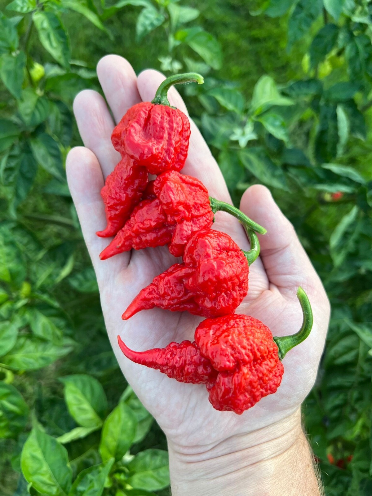 Beast Pepper Seeds Premium Packet Superhot Unique Peppers – Pepper X HOT